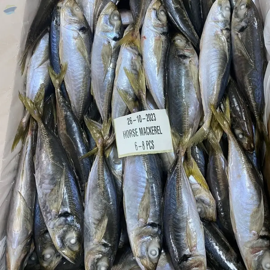 Horse Mackerel