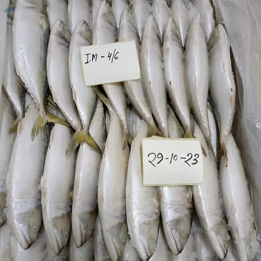 Indian Mackerel