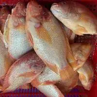 Red Tilapia Whole Round