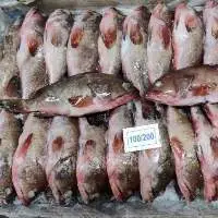 Reefcod Whole