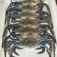Blue Swimming Crab