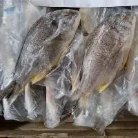 Black Sea Bream