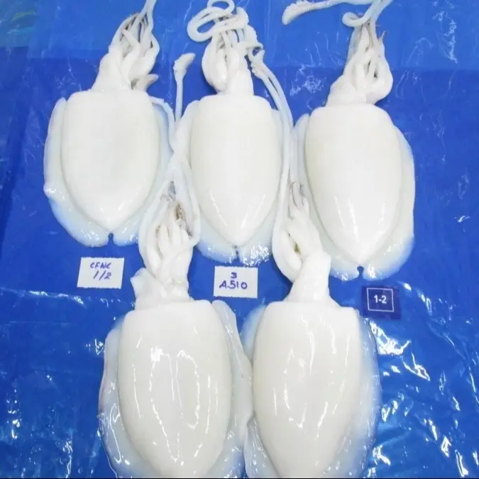 Cuttlefish Whole Cleaned