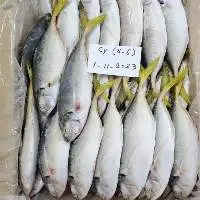 Yellow tail scad
