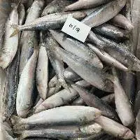 Sardine