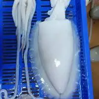 Cuttlefish Whole cleaned