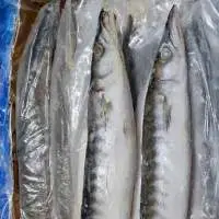 Barracuda Whole