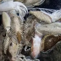 Cuttle Fish Whole Hook Catch