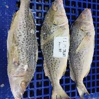 Frozen Spotted Grunt Fish