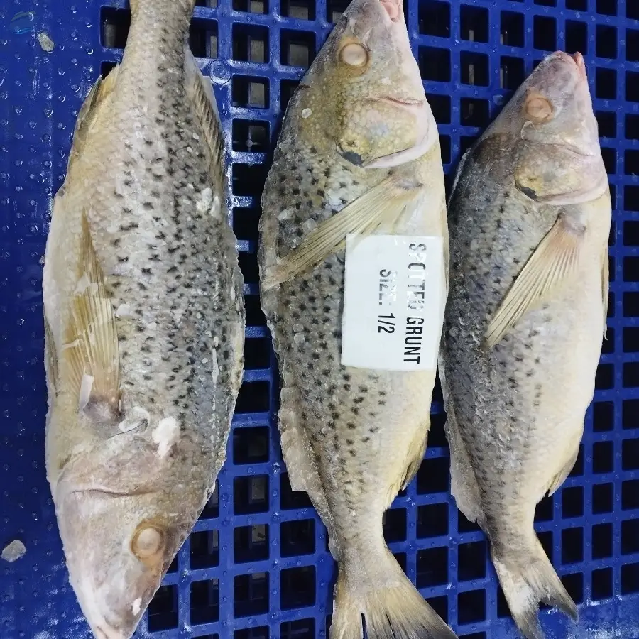 Frozen Spotted Grunt Fish