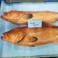 Dotted Red Grouper WGG