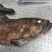 Dotted Brown Grouper WGG