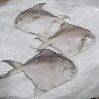 White Pomfret WR