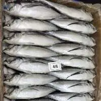 Horse Mackerel