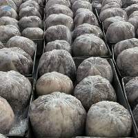 Octopus  Ball Type   WC