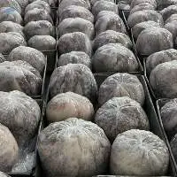 Octopus  Ball Type   WC
