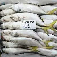 Yellow Tail Scad