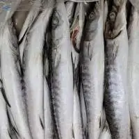 Barracda Iwp