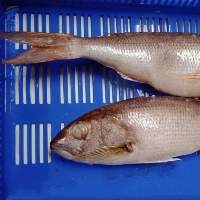 White Snapper