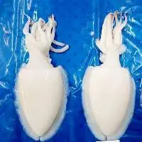 Cuttlefish Whole cleaned