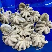 Octopus Short Arm  Whole Cleaned