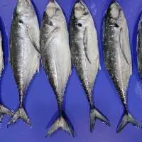 Horse Mackerel