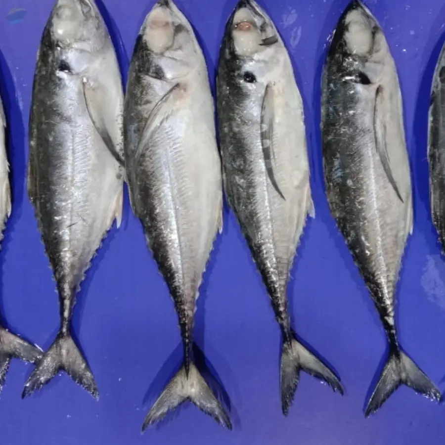 Horse Mackerel