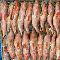 Red Reefcod