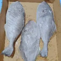 Leather Jacket Fish
