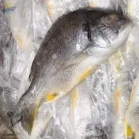 Black Sea Bream