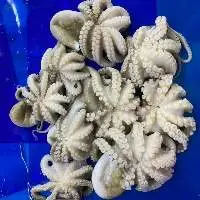 Octopus Short Arm  Whole Cleaned