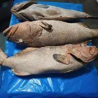Frozen Dotted Groupers whole & GG
