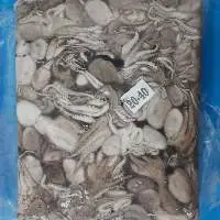 Octopus Short Arm