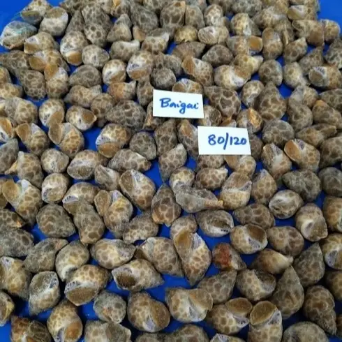 Baigai