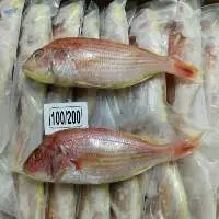 Frozen JTB Fish