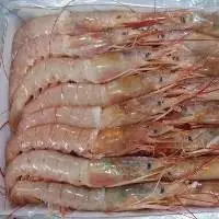 Red Argentinian Wild Shrimp Hoso