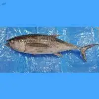 Yellow Fin Tuna Whole Round