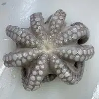 Octopus Flower