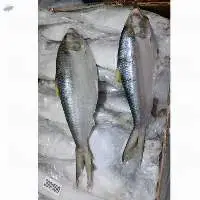 Hilsa Fish Whole Round