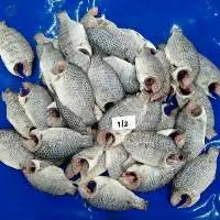 FROZEN TILAPIA CLEANED MOON CUT