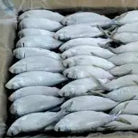 HILSA FISH