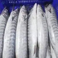 Barracuda Whole Round