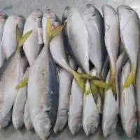 Yellow Tail Scad
