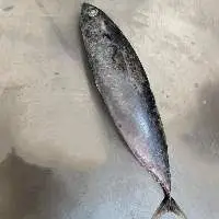 Whole Round Frigate Tuna