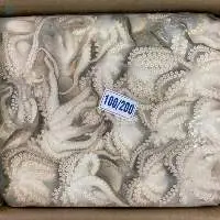Short Arm Octopus Whole Cleaned