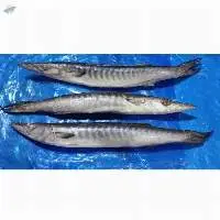 Barracuda IWP