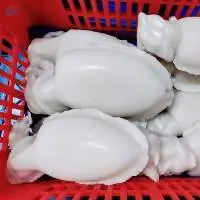 Whole Cleaned Cuttlefish IQF