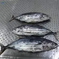 Skipjack Tuna Whole Round