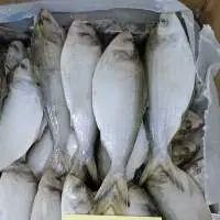 Dotted Hilsa WR
