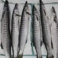 Barracuda Whole Round